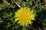 Common dandelion